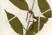 <strong>Rubiaceae - Rothmannia - Oxyanthus subpunctatus (Hiern) Keay</strong><br />© hnb