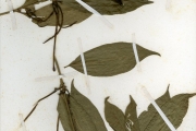 <strong>Rubiaceae - Rothmannia - Oxyanthus subpunctatus (Hiern) Keay</strong><br />© hnb