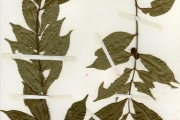 <strong>Rubiaceae - Coffea - Coffea togoensis A.Chev.</strong><br />© hnb