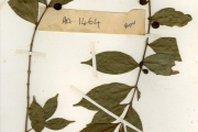 <strong>Rubiaceae - Coffea - Coffea togoensis A.Chev.</strong><br />© hnb