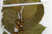 <strong>Moraceae - Ficus - Ficus dicranostyla Mildbr.</strong><br />© hnb