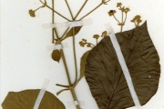 <strong>Verbenaceae - Tectona - Tectona grandis L.f.</strong><br />© hnb