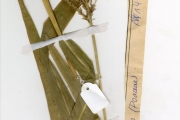 <strong>Poaceae - Zea - Zea mays L.</strong><br />© hnb