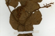 <strong>Leguminosae-Caesalpinioideae - Bauhinia - Bauhinia thonningii Schumach.</strong><br />© hnb