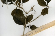<strong>Rubiaceae - Vangueriella - Vangueriella spinosa (Schumach. & Thonn.) Verdc.</strong><br />© hnb