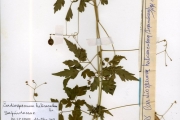 <strong>Sapindaceae - Cardiospermum - Cardiospermum halicacabum L.</strong><br />© hnb