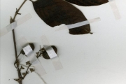 <strong>Rubiaceae - Vangueriella - Vangueriella nigerica (Robyns) Verdc.</strong><br />© hnb