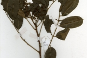 <strong>Rutaceae - Zanthoxylum - Zanthoxylum zanthoxyloides (Lam.) Zepern. & Timler</strong><br />© hnb