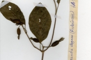 <strong>Rubiaceae - Mussaenda - Mussaenda elegans Schumach. & Thonn.</strong><br />© hnb