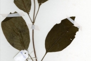 <strong>Rubiaceae - Mussaenda - Mussaenda elegans Schumach. & Thonn.</strong><br />© hnb