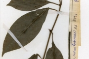 <strong>Rubiaceae - Psychotria - Psychotria calva Hiern</strong><br />© hnb