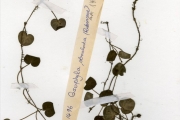 <strong>Rubiaceae - Geophila - Geophila repens (L.) I.M.Johnst.</strong><br />© hnb