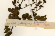 <strong>Leguminosae-Papilionoideae - Dalbergia - Dalbergia saxatilis Hook.f.</strong><br />© hnb