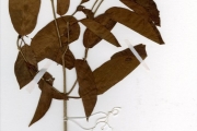 <strong>Rubiaceae - Mitragyna - Mitragyna inermis (Willd.) Kuntze</strong><br />© hnb
