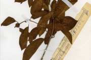 <strong>Rubiaceae - Mitragyna - Mitragyna inermis (Willd.) Kuntze</strong><br />© hnb