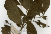 <strong>Rubiaceae - Morelia - Morelia senegalensis A.Rich. ex DC.</strong><br />© hnb