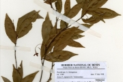 <strong>Ochnaceae - Campylospermum - Rhabdophyllum affine (Hook.f.) Tiegh.</strong><br />© hnb