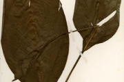 <strong>Cannaceae - Canna - Canna indica L.</strong><br />© hnb