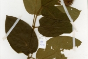<strong>Verbenaceae - Clerodendrum - Clerodendrum inaequipetiolatum Good</strong><br />© hnb