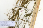 <strong>Poaceae - Leptochloa - Leptochloa panicea (Retz.) Ohwi</strong><br />© hnb
