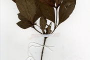 <strong>Rubiaceae - Psychotria - Psychotria vogeliana Benth.</strong><br />© hnb