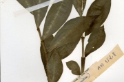 <strong>Zingiberaceae - Costus - Costus afer Ker Gawl.</strong><br />© hnb