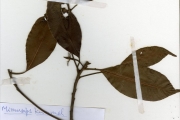 <strong>Sapotaceae - Mimusops - Mimusops kummel Bruce ex A.DC.</strong><br />© hnb