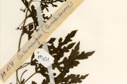 <strong>Cucurbitaceae - Citrullus - Citrullus colocynthis (L.) Schrad.</strong><br />© hnb