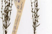 <strong>Scrophulariaceae - Striga - Striga asiatica (L.) Kuntze</strong><br />© hnb