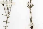 <strong>Scrophulariaceae - Striga - Striga asiatica (L.) Kuntze</strong><br />© hnb