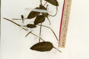 <strong>Ophioglossaceae - Ophioglossum - Ophioglossum costatum R.Br.</strong><br />© hnb