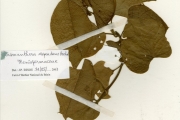 <strong>Menispermaceae - Chasmanthera - Chasmanthera dependens Hochst.</strong><br />© hnb