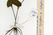 <strong>Ophioglossaceae - Ophioglossum - Ophioglossum reticulatum L.</strong><br />© hnb