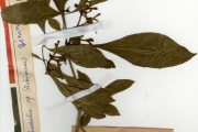 <strong>Rubiaceae - Chassalia - Chassalia kolly (Schumach.) Hepper</strong><br />© hnb