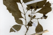 <strong>Rubiaceae - Chassalia - Chassalia kolly (Schumach.) Hepper</strong><br />© hnb