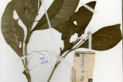 <strong>Rubiaceae - Psychotria - Psychotria calva Hiern</strong><br />© hnb