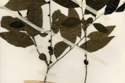 <strong>Ebenaceae - Diospyros - Diospyros abyssinica (Hiern) F.White</strong><br />© hnb