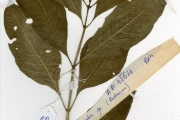 <strong>Rubiaceae - Chassalia - Chassalia kolly (Schumach.) Hepper</strong><br />© hnb