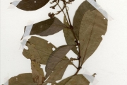 <strong>Rubiaceae - Psychotria - Psychotria vogeliana Benth.</strong><br />© hnb