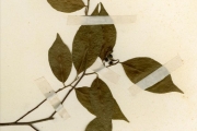 <strong>Dichapetalaceae - Tapura - Tapura fischeri Engl.</strong><br />© hnb