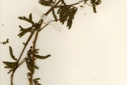<strong>Leguminosae-Mimosoideae - Zapoteca - Zapoteca portoricensis (Jacq.) H.M.Hern.</strong><br />© hnb