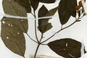 <strong>Rubiaceae - Mussaenda - Mussaenda elegans Schumach. & Thonn.</strong><br />© hnb