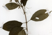 <strong>Rubiaceae - Mussaenda - Mussaenda elegans Schumach. & Thonn.</strong><br />© hnb