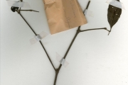 <strong>Rubiaceae - Rothmannia - Rothmannia urcelliformis (Hiern) Bullock ex Robyns</strong><br />© hnb