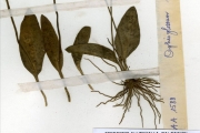 <strong>Ophioglossaceae - Ophioglossum - Ophioglossum costatum R.Br.</strong><br />© hnb