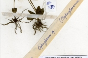 <strong>Ophioglossaceae - Ophioglossum - Ophioglossum costatum R.Br.</strong><br />© hnb