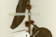 <strong>Loranthaceae - Phragmanthera - Phragmanthera nigritana (Hook.f. ex Benth.) Balle</strong><br />© hnb
