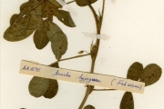 <strong>Leguminosae-Papilionoideae - Arachis - Arachis hypogaea L.</strong><br />© hnb
