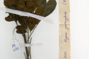 <strong>Rutaceae - Zanthoxylum - Zanthoxylum zanthoxyloides (Lam.) Zepern. & Timler</strong><br />© hnb