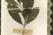 <strong>Apocynaceae - Voacanga - Voacanga bracteata Stapf</strong><br />© hnb